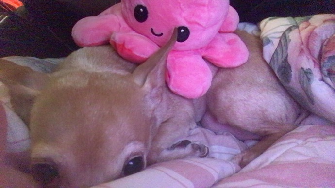 Is it immature for a grown woman to own stuffed animals lol?