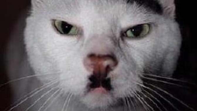 What if Hitler had been a cat?
