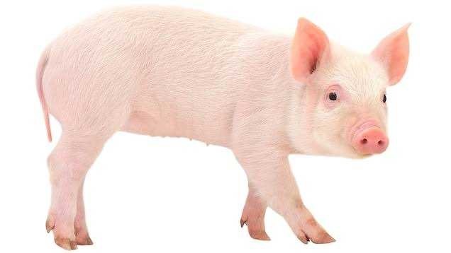 Why are girls attention pigs?