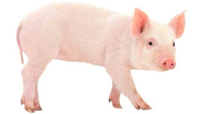 Why are girls attention pigs?