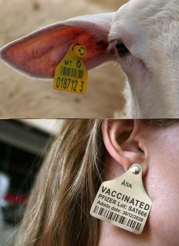 What are your thoughts on the vaccine for Covid?
