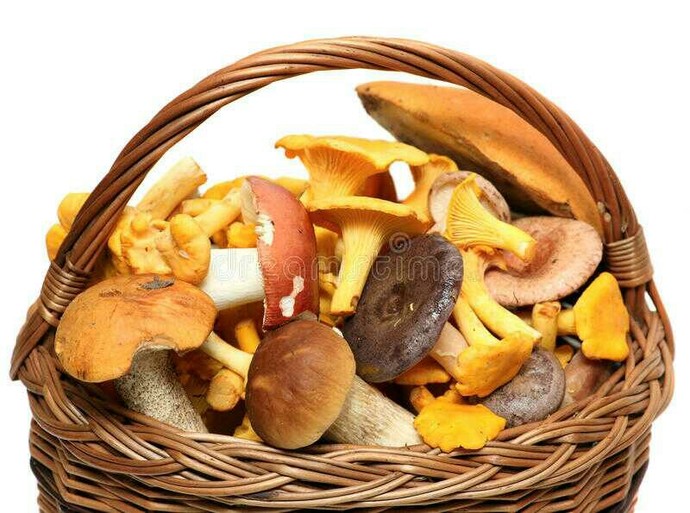 Your date cooks you a meal made from mushrooms they picked in the woods. Would you eat it?