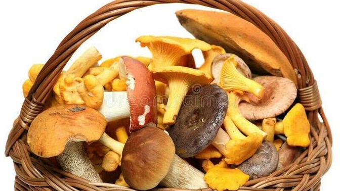 Your date cooks you a meal made from mushrooms they picked in the woods. Would you eat it?