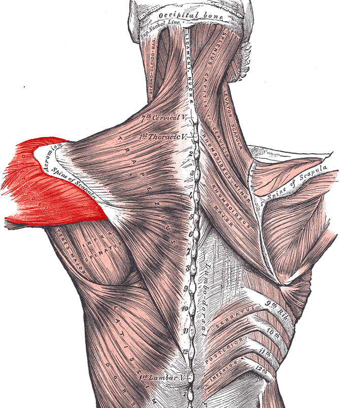Is this anatomy ok at least?