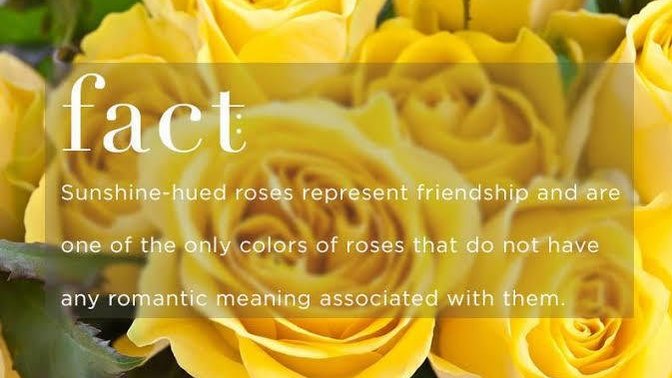 Is it wrong to give your girlfriend yellow flowers?