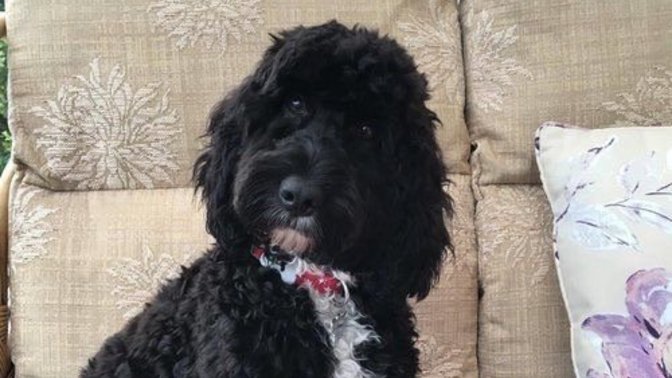 Do you like my dog?