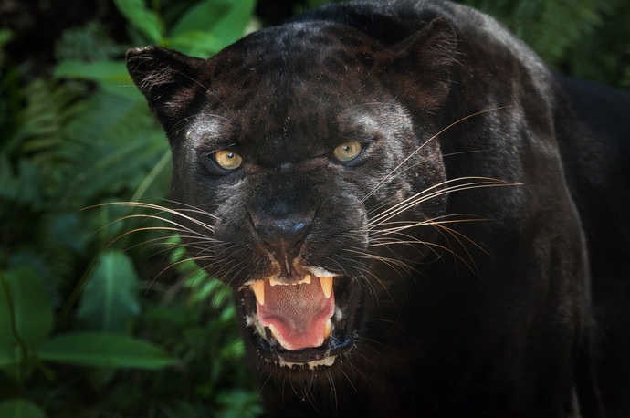 If you could be an animal for a week, what would you be?