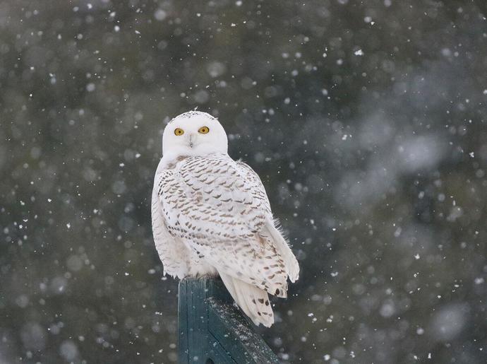 Snowy Owl