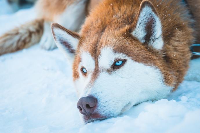 Huskies versus Golden Labs? Which dog species/breed is more cute and funny/silly in your opinion?