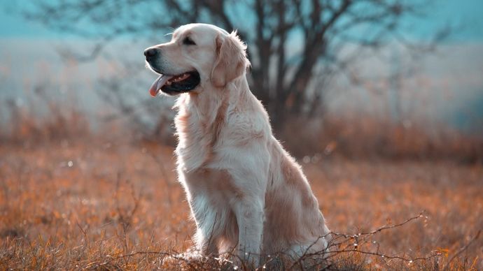 Huskies versus Golden Labs? Which dog species/breed is more cute and funny/silly in your opinion?