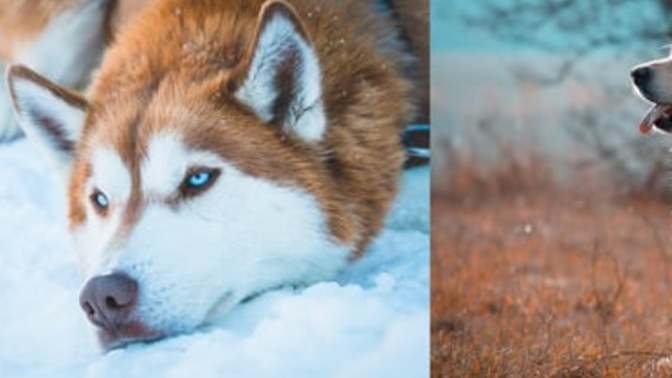 Huskies versus Golden Labs? Which dog species/breed is more cute and funny/silly in your opinion?