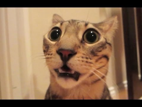 Should I stop having sex when my cat walks in?