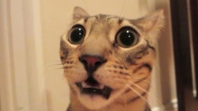 Should I stop having sex when my cat walks in?