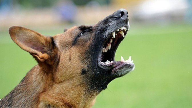 What do you think about neighbors who complain about other people's pets?