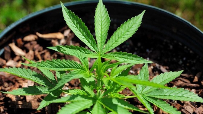What is your stance on marijuana legalization?