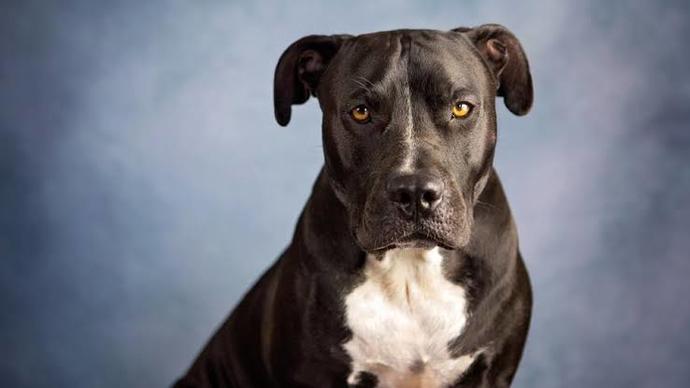 Why do people who dont like dogs get criticized so much?