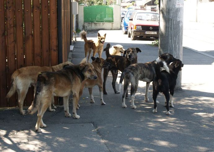 Why do people who don't like dogs get criticized so much?