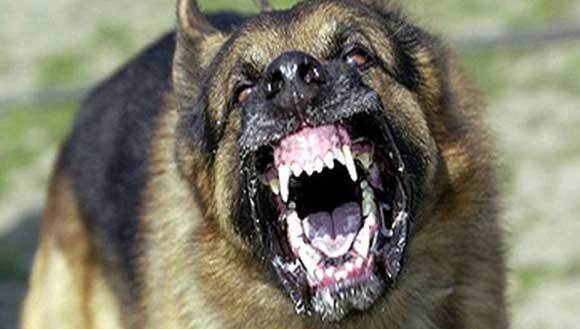 Why do people who don't like dogs get criticized so much?
