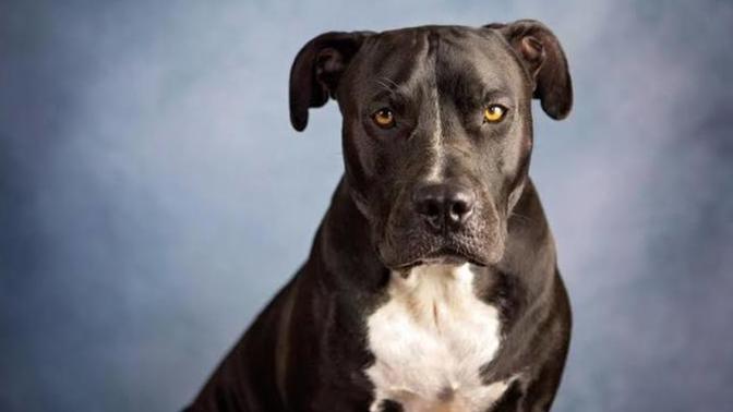 Why do people who don't like dogs get criticized so much?