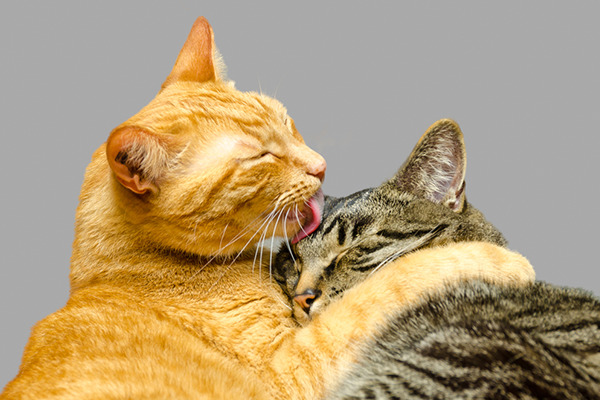 Puthy cats