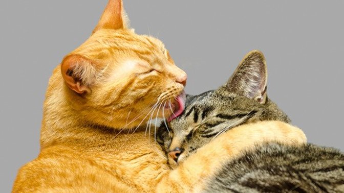 Does your pet remind you of yourself? My cat is timid, very affectionate and very sensitive?