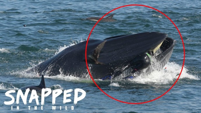 WHATS WRONG WITH YOU LADIES WHY ARE YOU ATTTRACTED TO MEN WHO GET SWALLOWED BY WHALES?