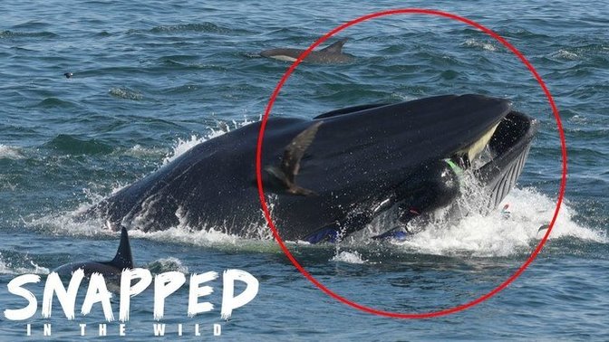 WHATS WRONG WITH YOU LADIES WHY ARE YOU ATTTRACTED TO MEN WHO GET SWALLOWED BY WHALES?