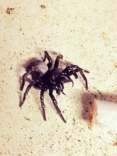 Why did I not die after smoking a cigarette soaked in funnel web venom?