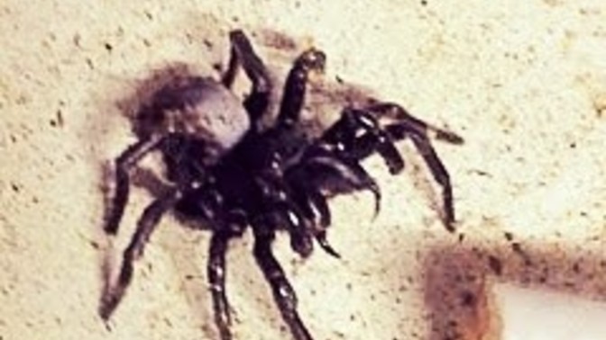 Why did I not die after smoking a cigarette soaked in funnel web venom?