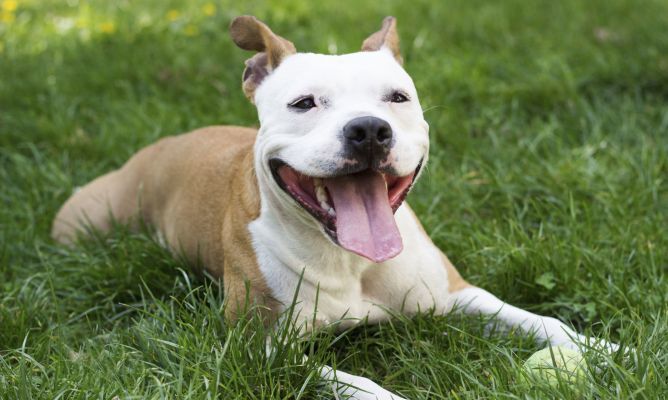 Are pitbulls agressive?