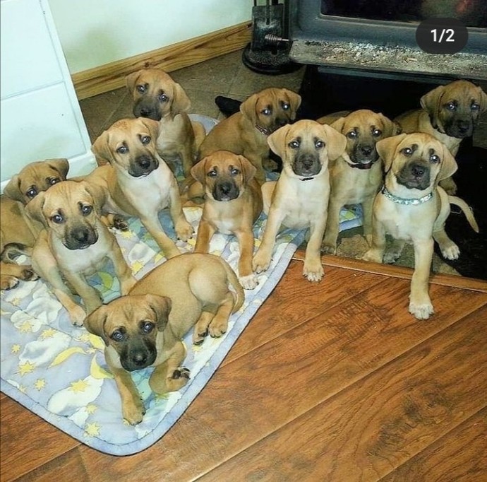 Whats your favorite dog breed?