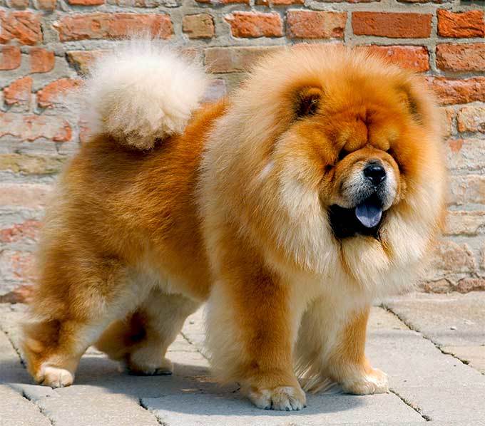 Whats your favorite dog breed?