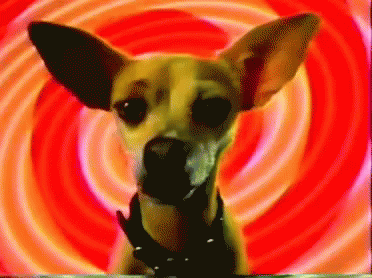 Whats your favorite dog breed?