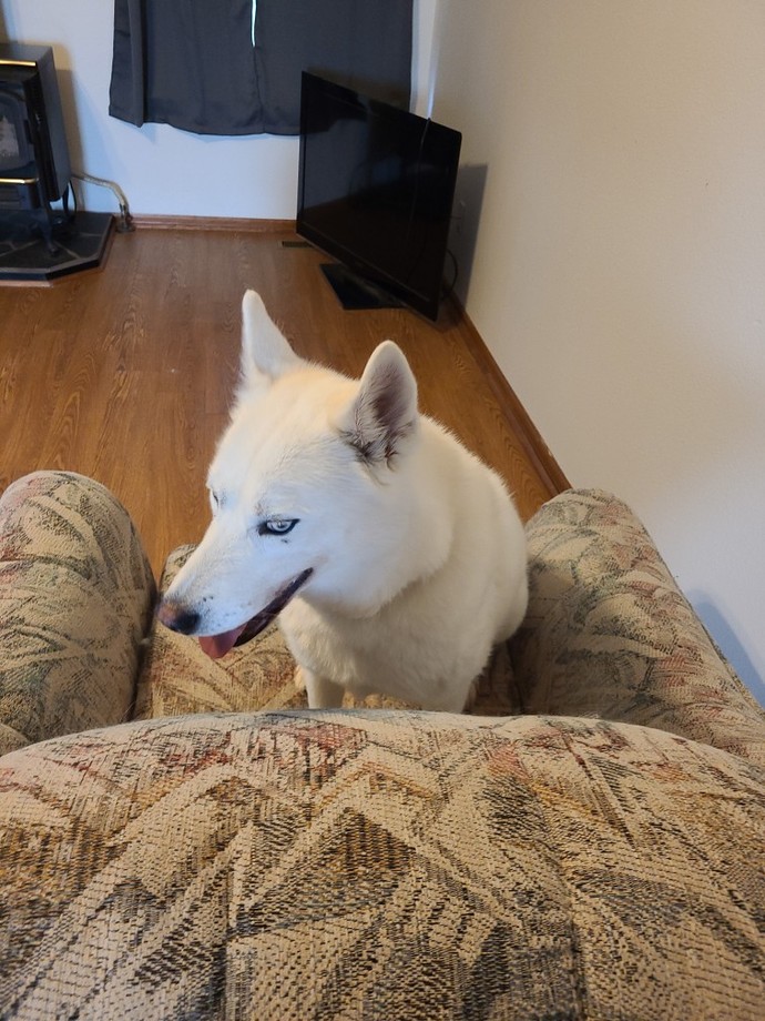 Whats your favorite dog breed?