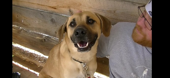 Whats your favorite dog breed?