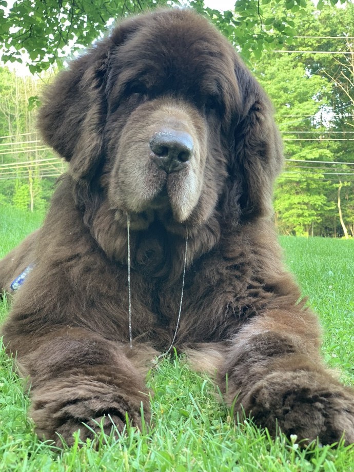 Whats your favorite dog breed?