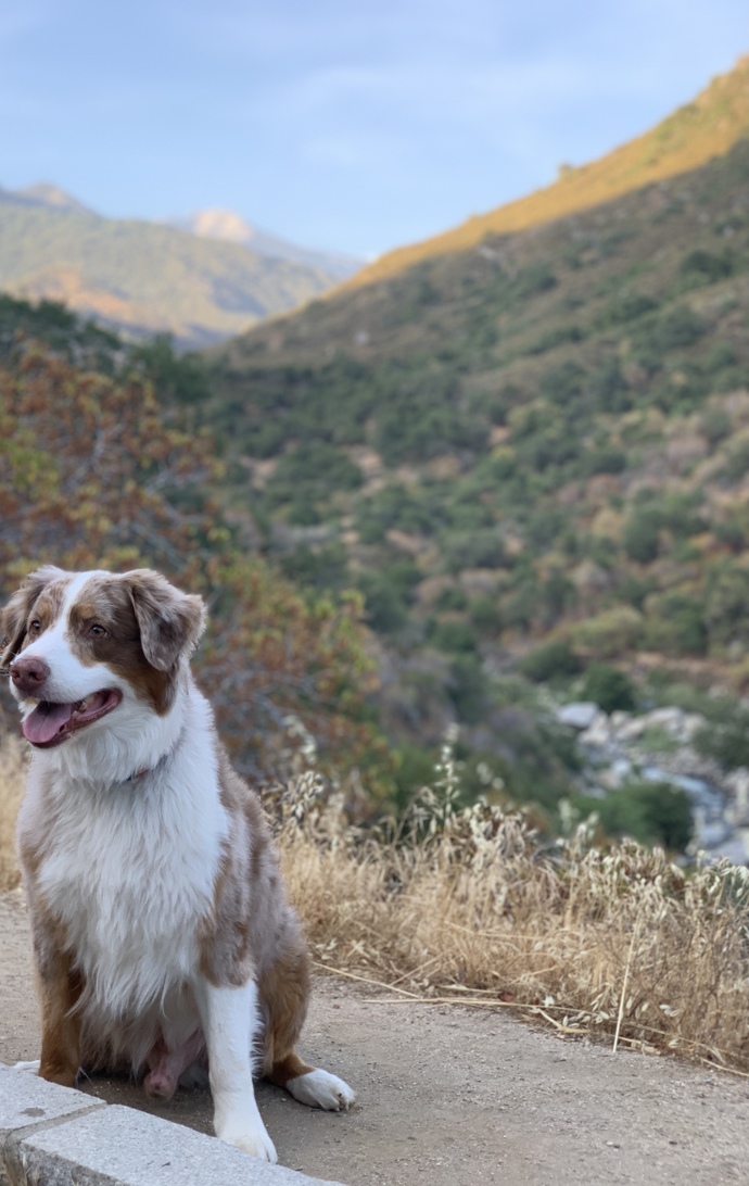 Australian shepherds ❤️