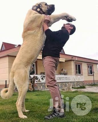 Whats your favorite dog breed?