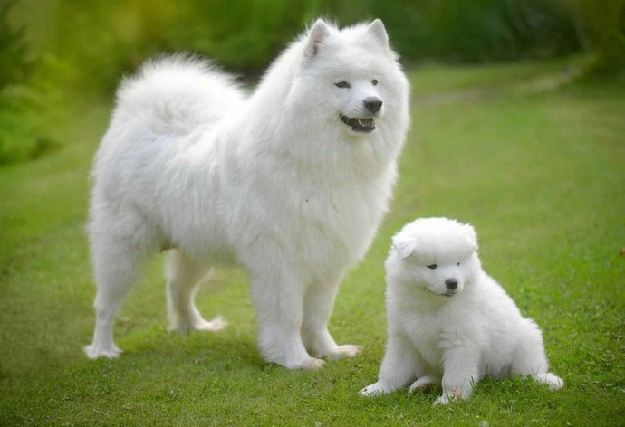 Whats your favorite dog breed?
