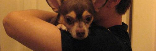 Whats your favorite dog breed?