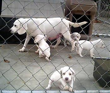 Whats your favorite dog breed?