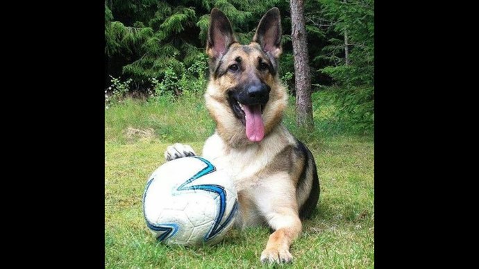 German Shepherd