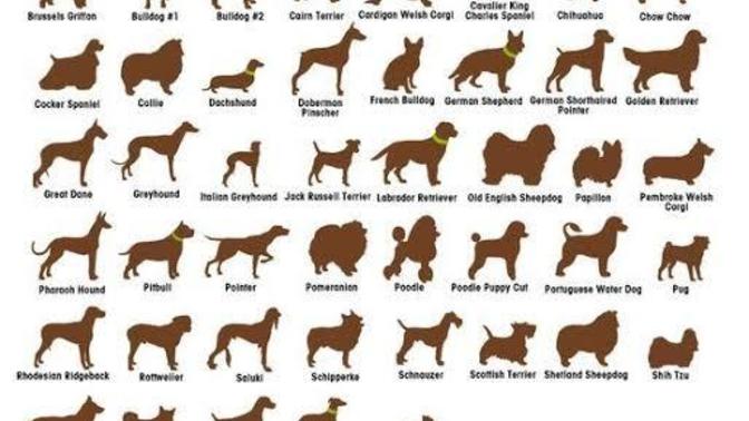 Whats your favorite dog breed?