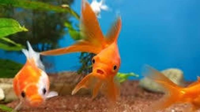 What do you think about Americans taking fish antibiotics to save money?