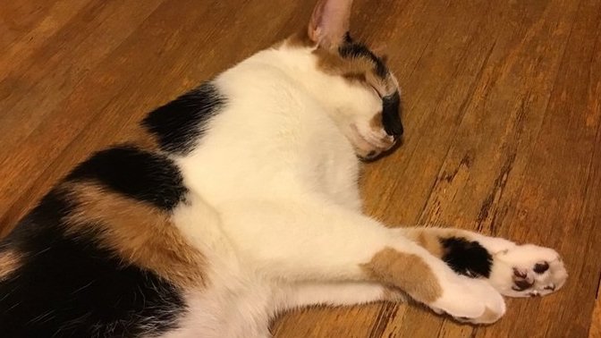 What do you and your pet/s have in common?