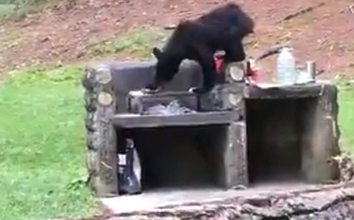 modern day, BBQ bear