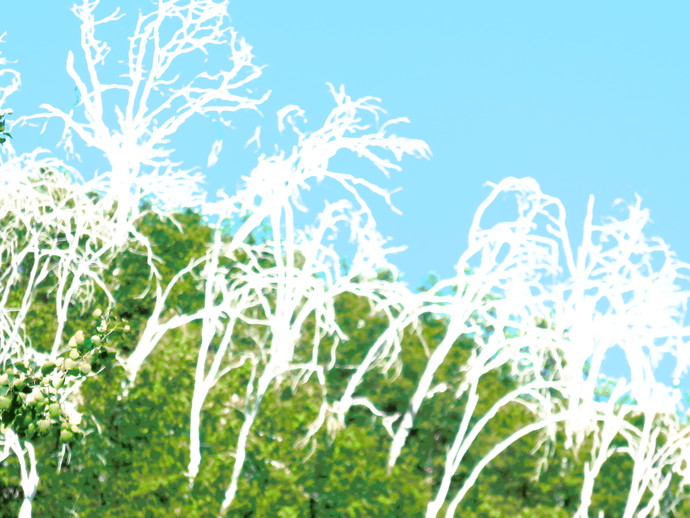 canon sx700 camera with built in filter