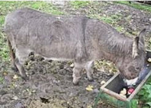 If your partner broke up with you for someone else and decided they made a mistake and wanted you back would you go back?