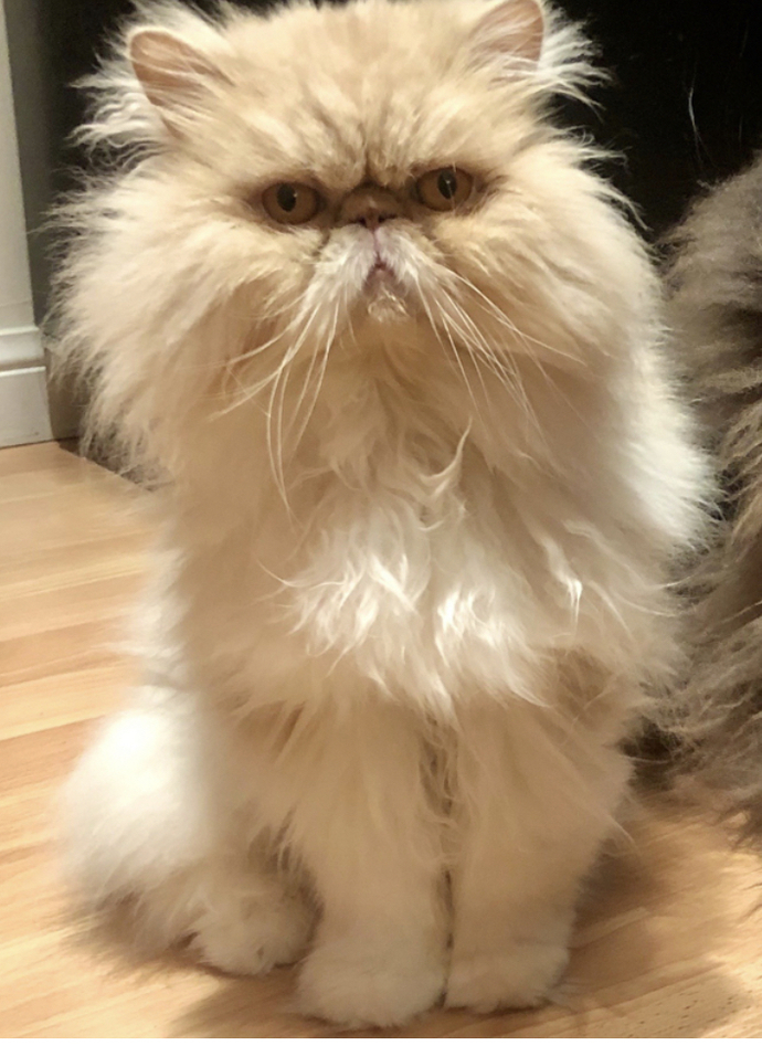 What name would you rather give this Persian cutie?