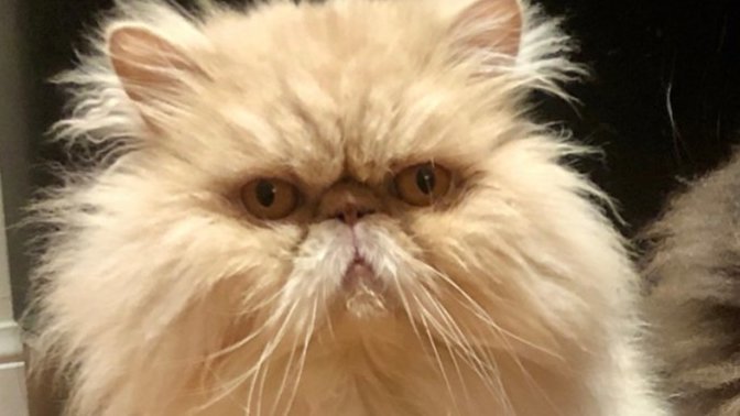 What name would you rather give this Persian cutie?
